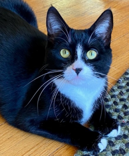 Tucker-PLAYFUL!, an adoptable Tuxedo & Domestic Short Hair Mix in Berlin, CT_image-4