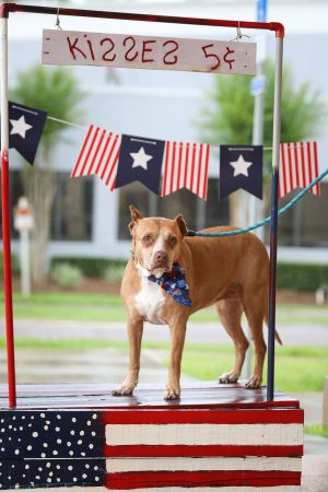 Dogs For Adoption Near Gainesville Fl Petfinder