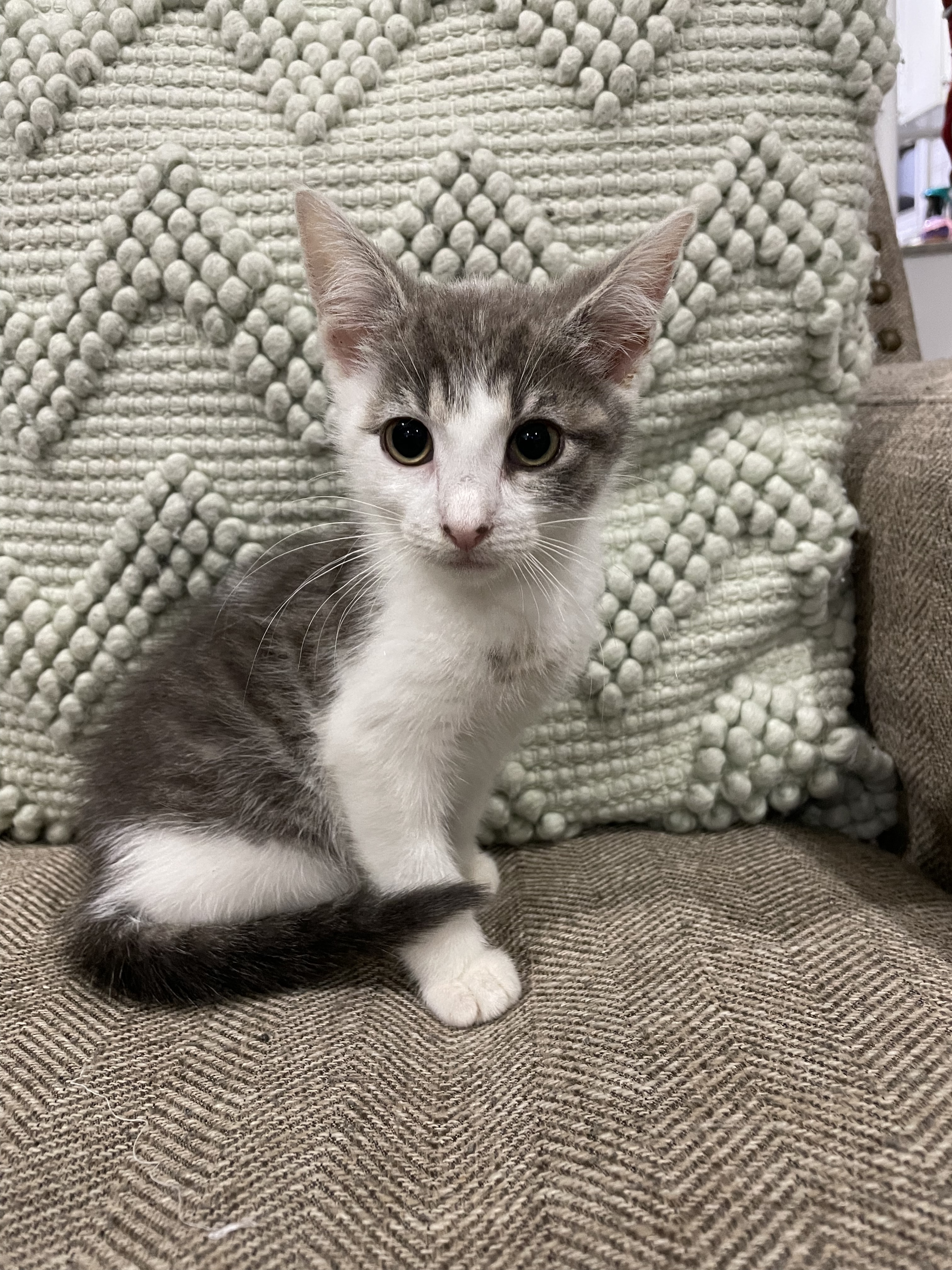 Nayah, an adoptable Domestic Short Hair in Manorville, NY, 11949 | Photo Image 6