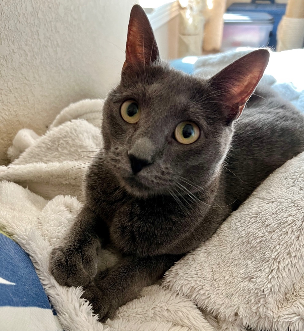 Bria, an adoptable Domestic Short Hair in Fort Worth, TX, 76121 | Photo Image 1