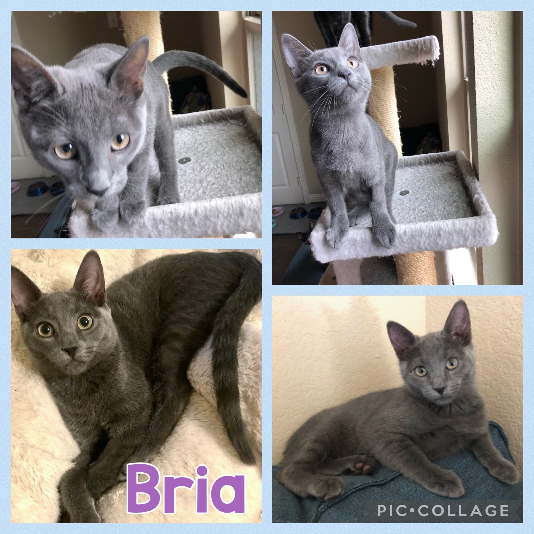 Bria, an adoptable Domestic Short Hair in Fort Worth, TX, 76121 | Photo Image 3