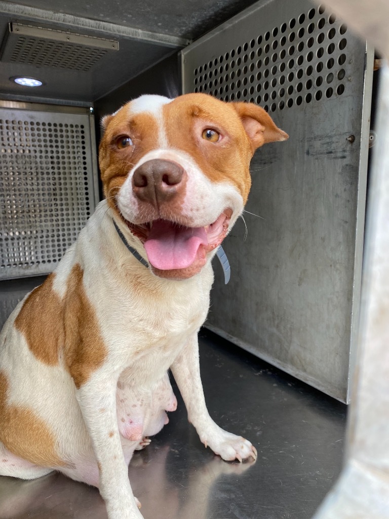 Pearl, an adoptable Pit Bull Terrier in Lubbock, TX, 79404 | Photo Image 1