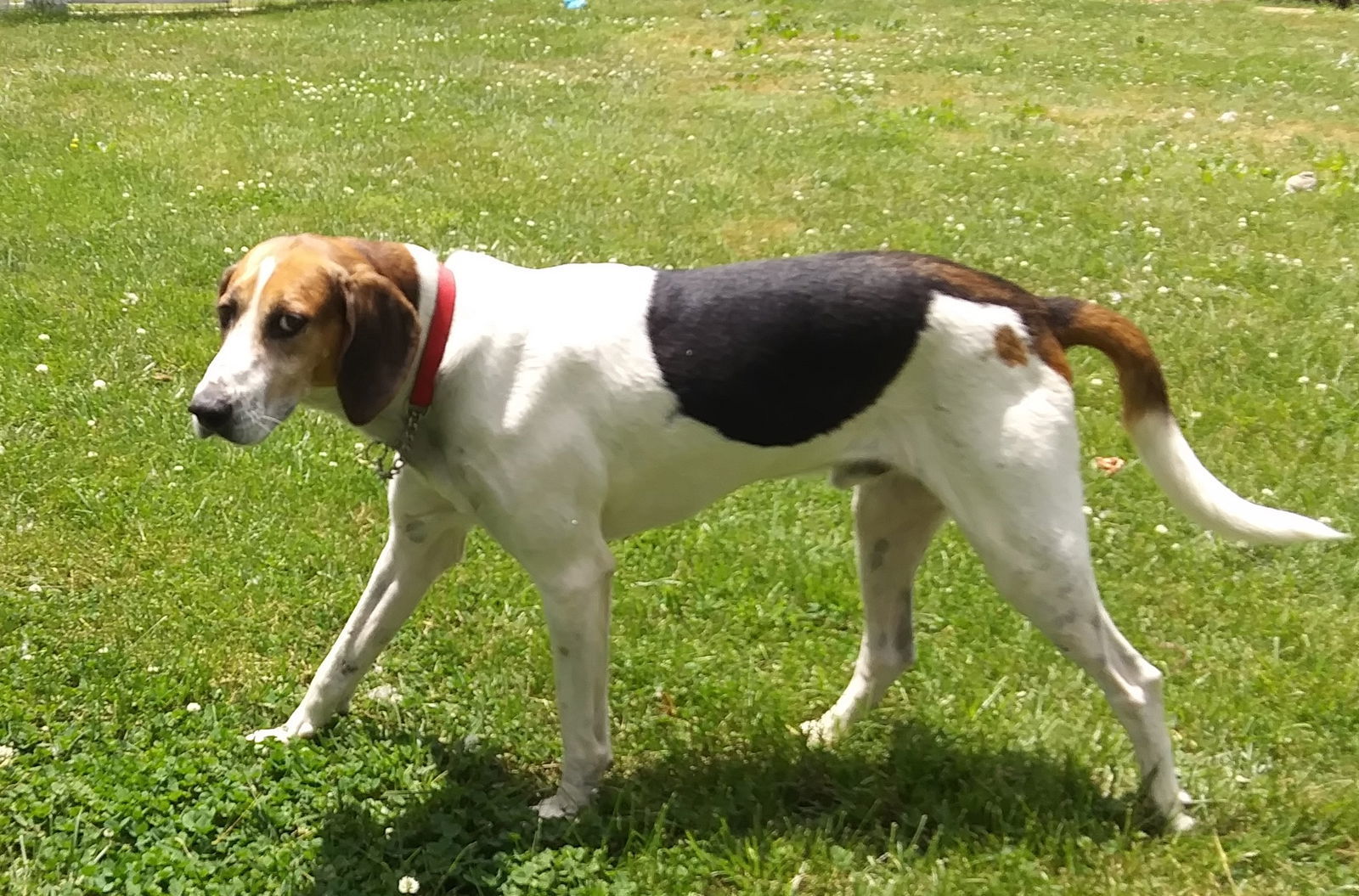 Rudy, an adoptable Hound in Tappahannock, VA, 22560 | Photo Image 2