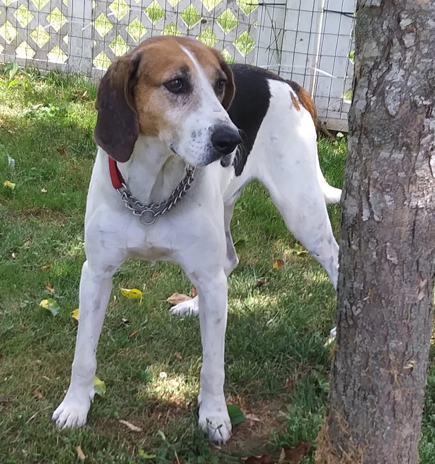 Rudy, an adoptable Hound in Tappahannock, VA, 22560 | Photo Image 1