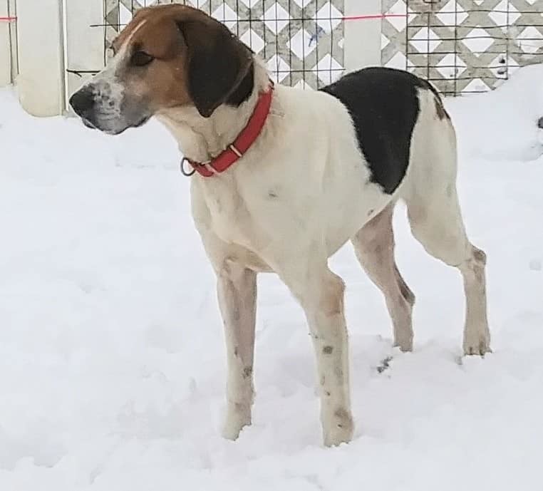 Rudy, an adoptable Hound in Tappahannock, VA, 22560 | Photo Image 3