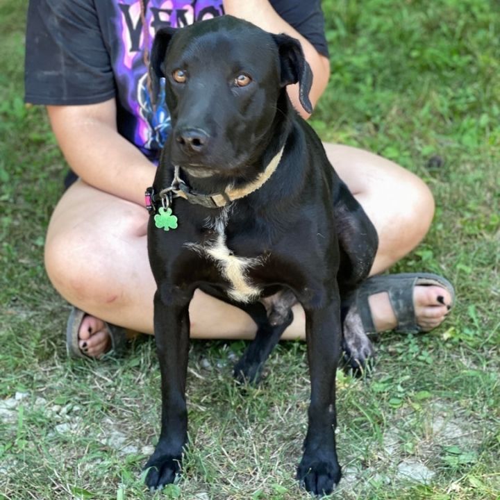 Dog For Adoption - Bear, A Labrador Retriever Mix In Brattleboro, Vt |  Petfinder