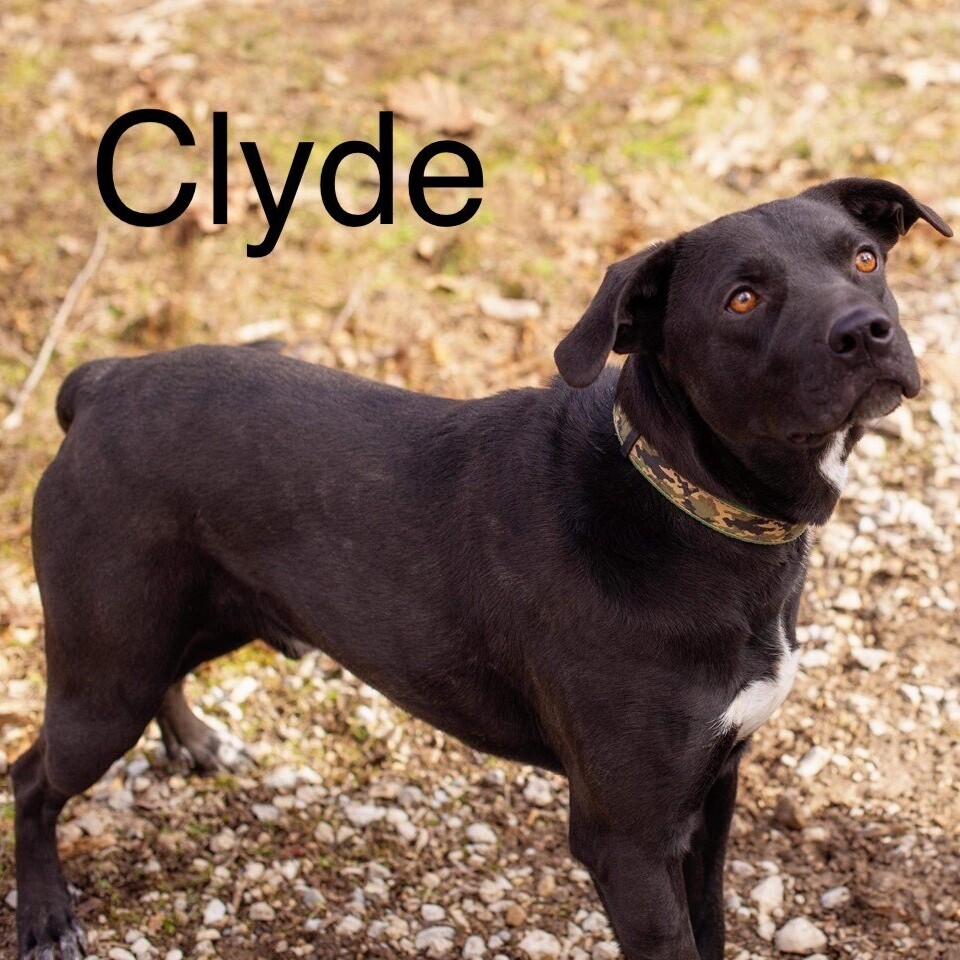 Clyde, an adoptable Labrador Retriever in Brattleboro, VT, 05301 | Photo Image 2