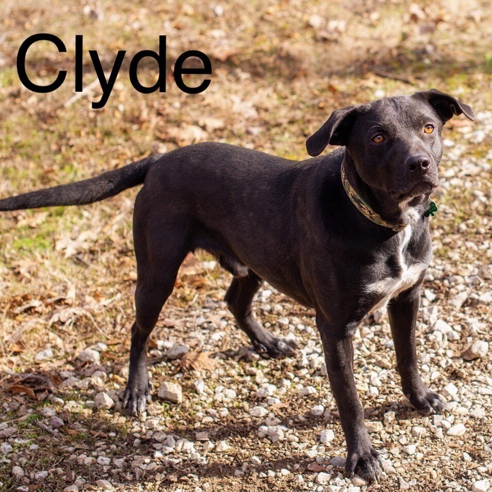 Clyde, an adoptable Labrador Retriever in Brattleboro, VT, 05301 | Photo Image 3