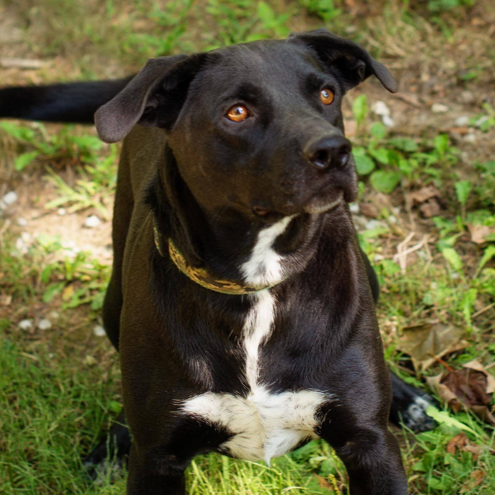Clyde, an adoptable Labrador Retriever in Brattleboro, VT, 05301 | Photo Image 1