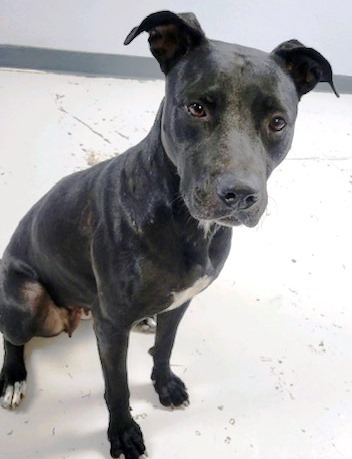 Cher, an adoptable Labrador Retriever in Casa Grande, AZ, 85230 | Photo Image 2