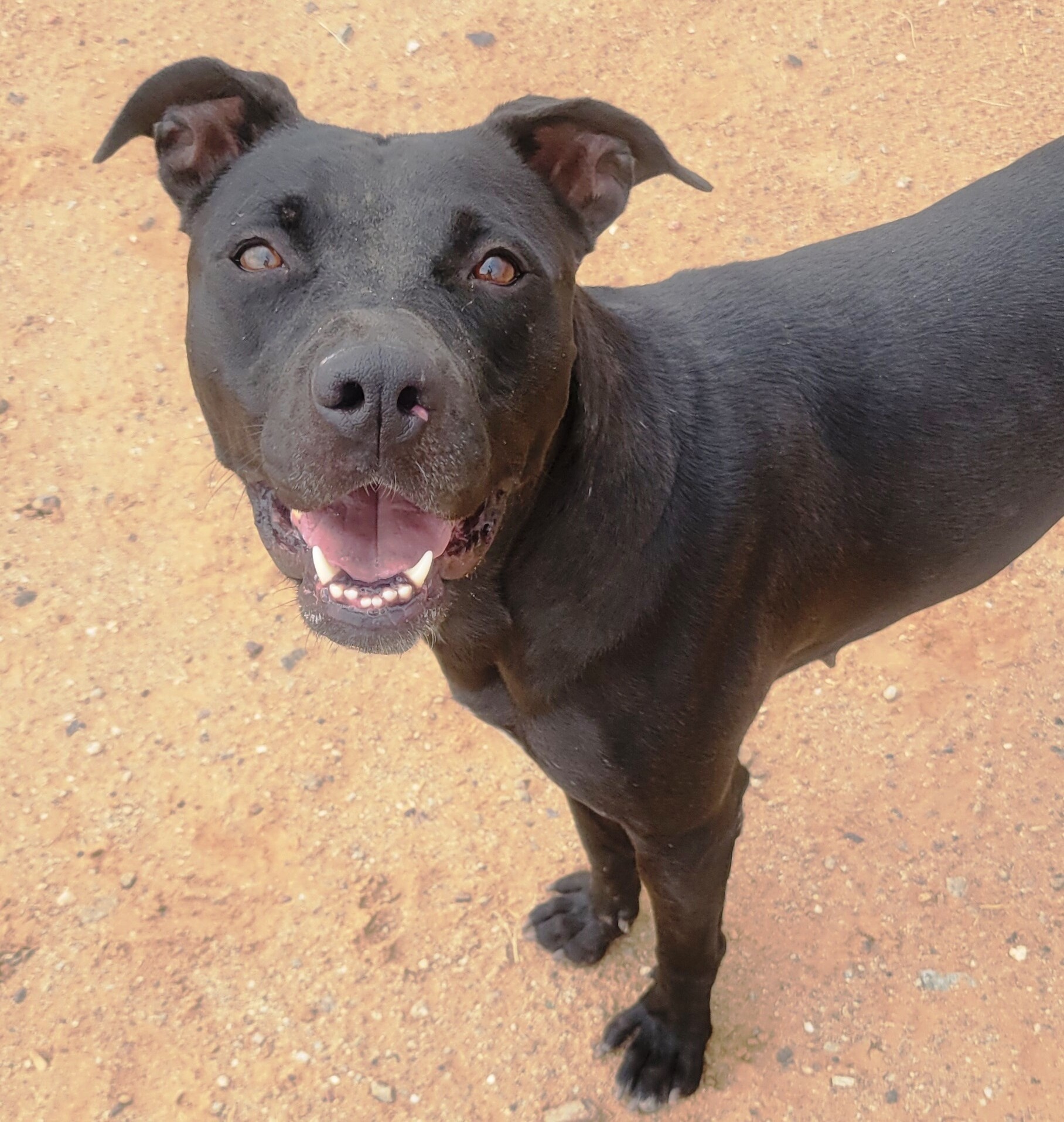 Cher, an adoptable Labrador Retriever in Casa Grande, AZ, 85230 | Photo Image 3