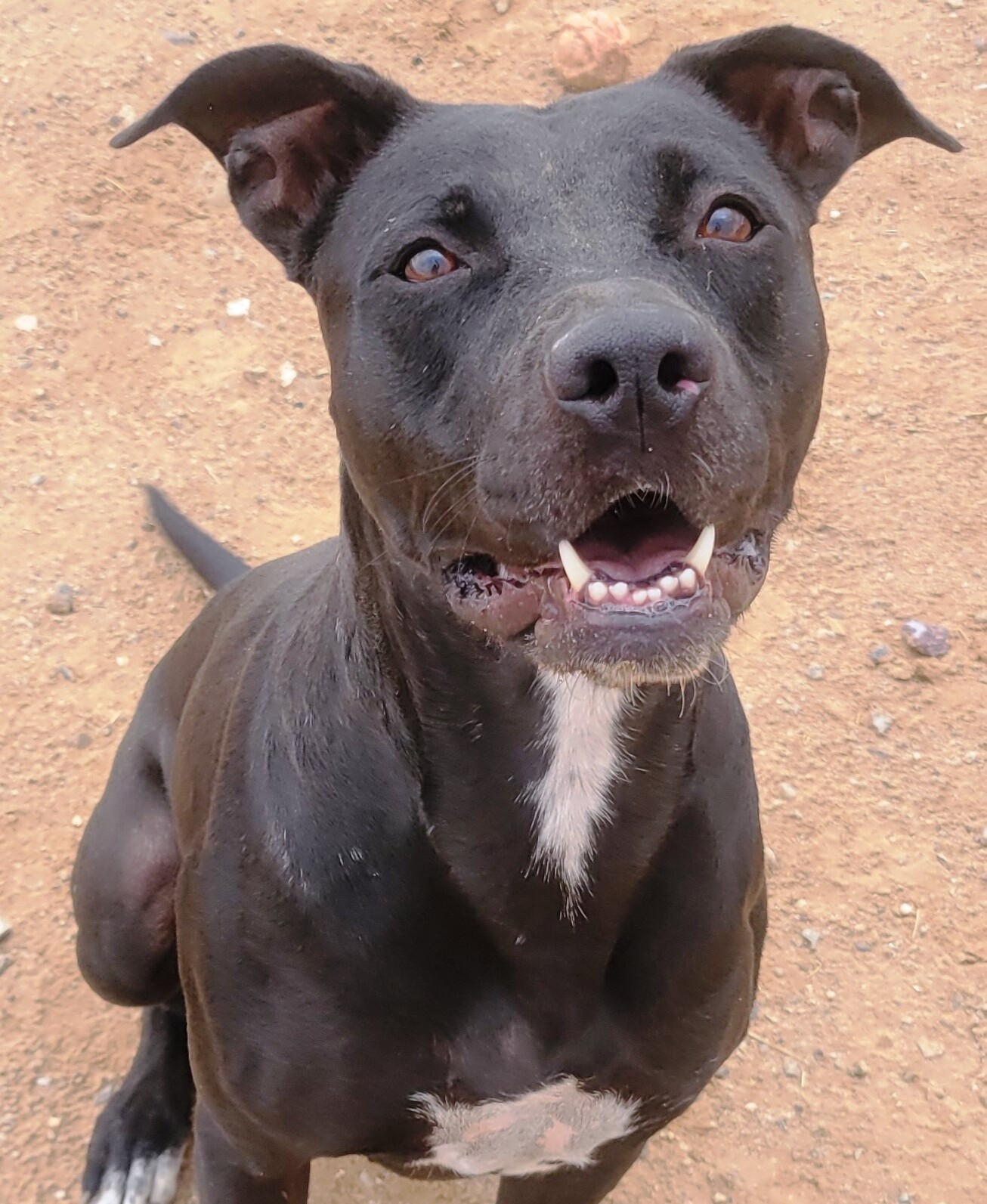 Cher, an adoptable Labrador Retriever in Casa Grande, AZ, 85230 | Photo Image 1