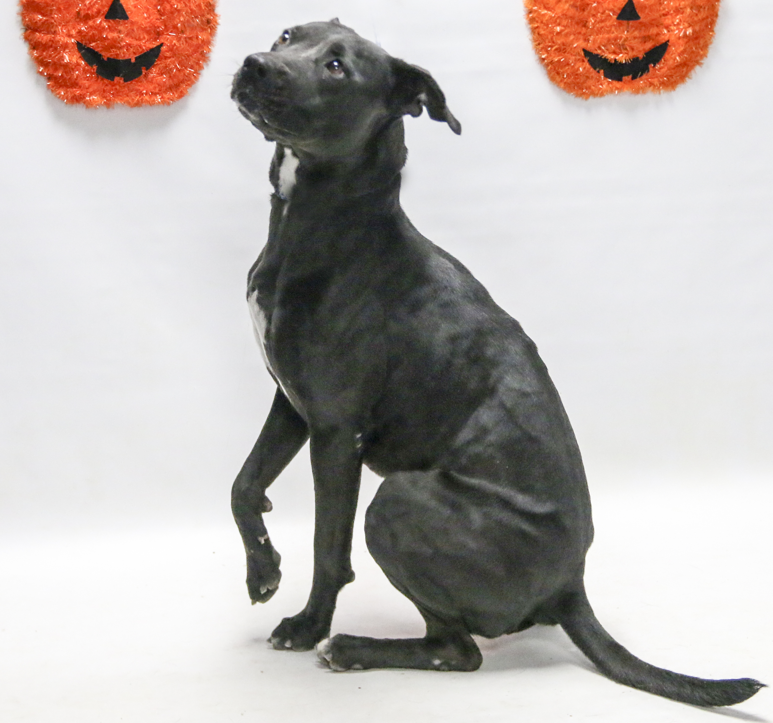 Cher, an adoptable Labrador Retriever in Casa Grande, AZ, 85230 | Photo Image 4