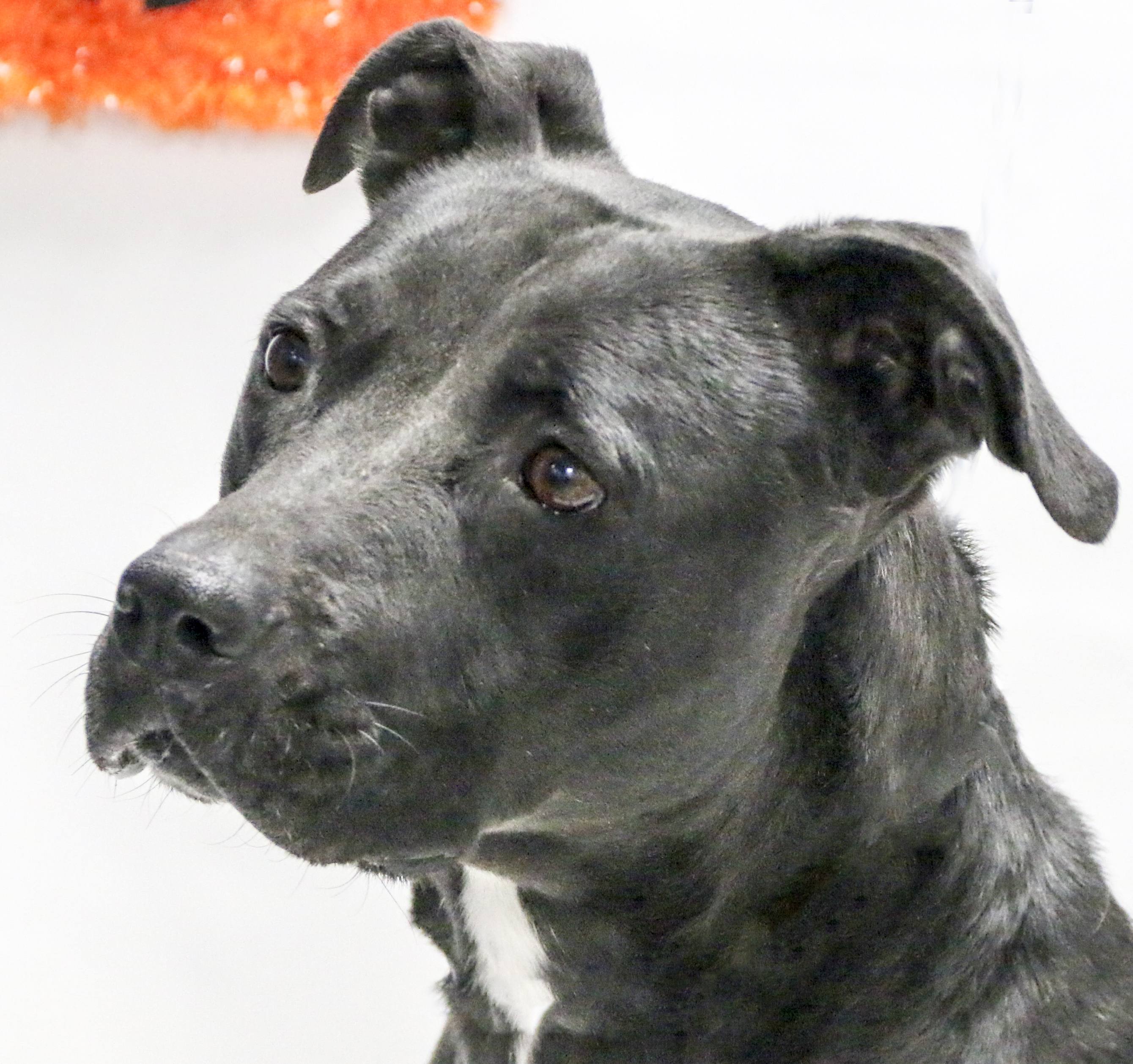 Cher, an adoptable Labrador Retriever in Casa Grande, AZ, 85230 | Photo Image 6