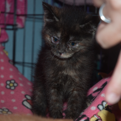 Sophie, an adoptable Domestic Short Hair in New Martinsville, WV, 26155 | Photo Image 2