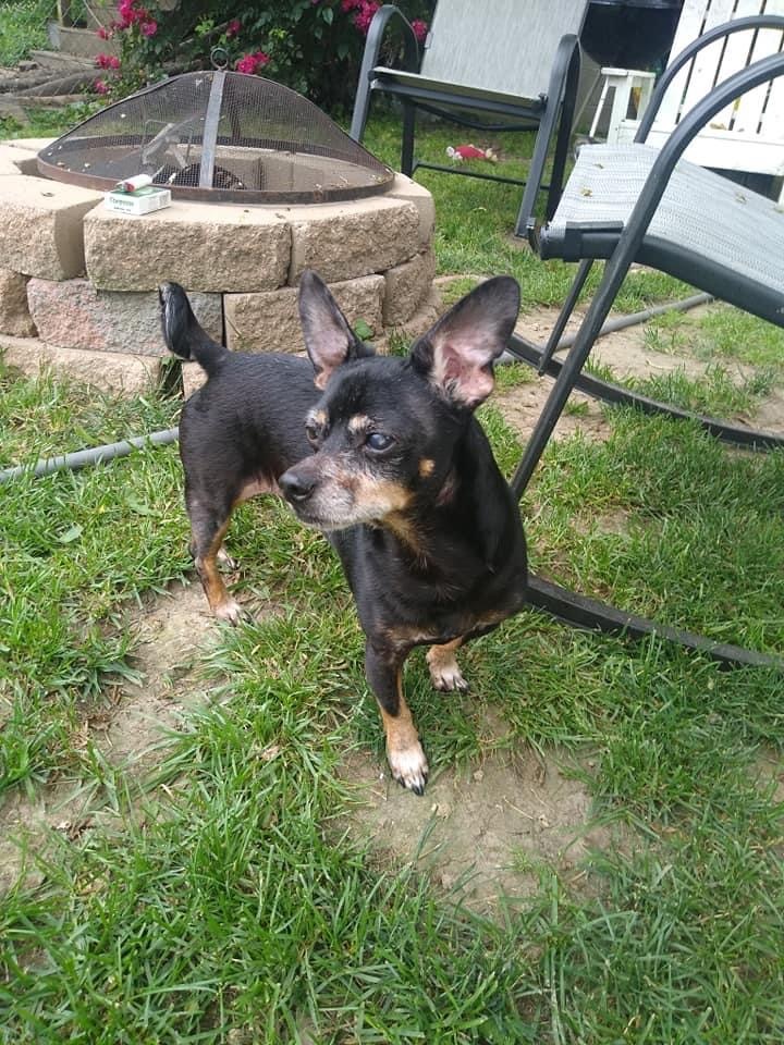 Li’l Bit & Benji, an adoptable Chihuahua in Kings park, NY, 11754 | Photo Image 5
