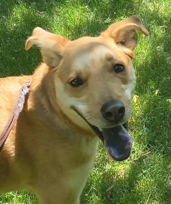 Eichel, an adoptable Retriever, Shepherd in Olean, NY, 14760 | Photo Image 2