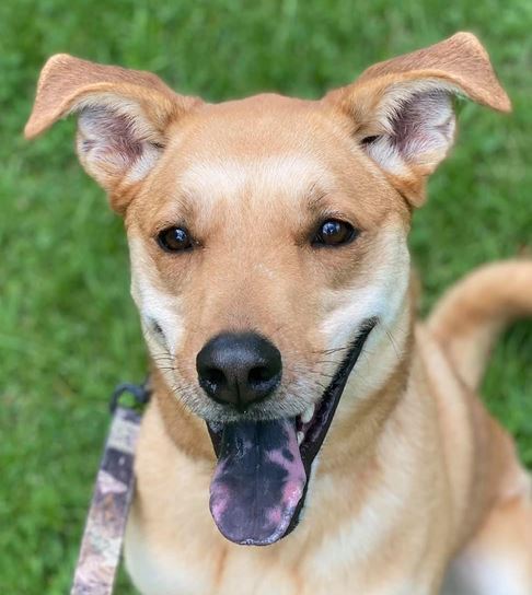 Eichel, an adoptable Retriever, Shepherd in Olean, NY, 14760 | Photo Image 1