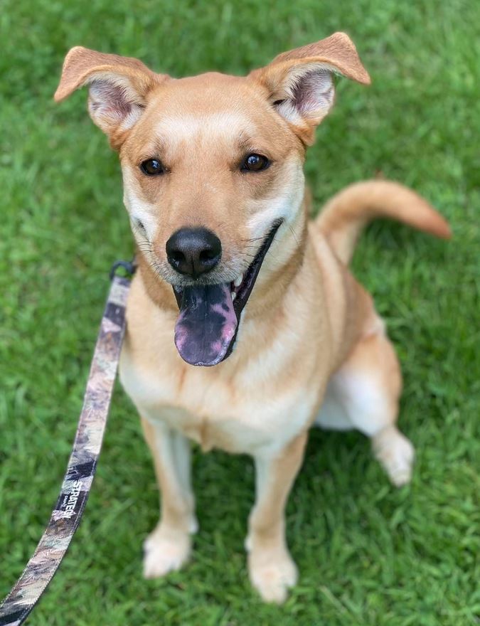 Eichel, an adoptable Retriever, Shepherd in Olean, NY, 14760 | Photo Image 3