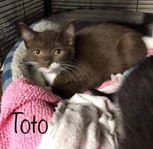 Toto