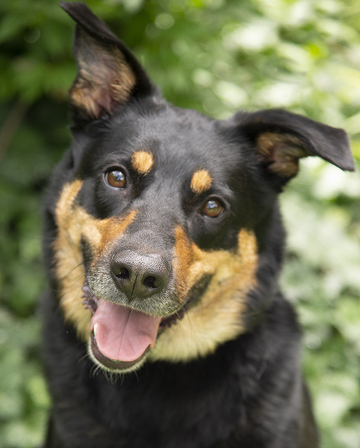 Liam, an adopted Shepherd & Rottweiler Mix in Chicago, IL_image-1