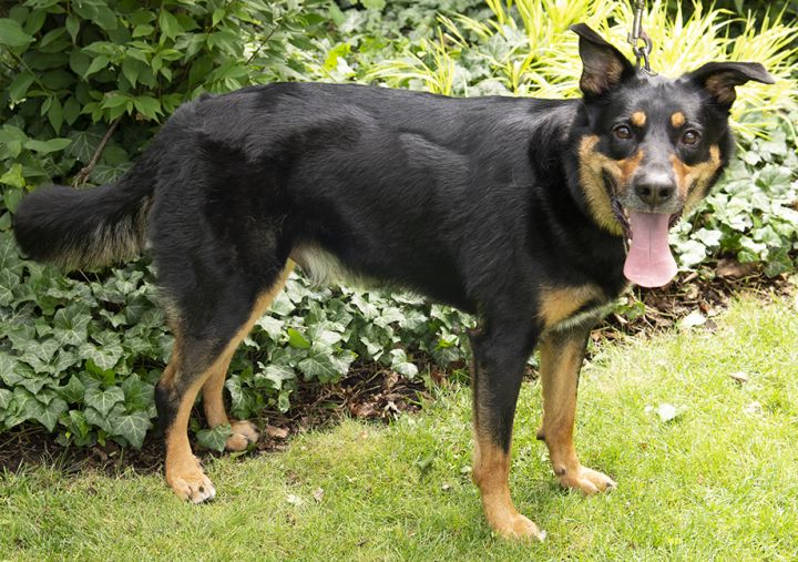 Liam, an adopted Shepherd & Rottweiler Mix in Chicago, IL_image-4