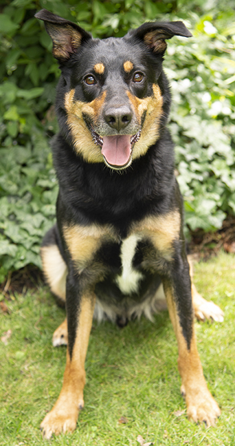 Liam, an adopted Shepherd & Rottweiler Mix in Chicago, IL_image-5