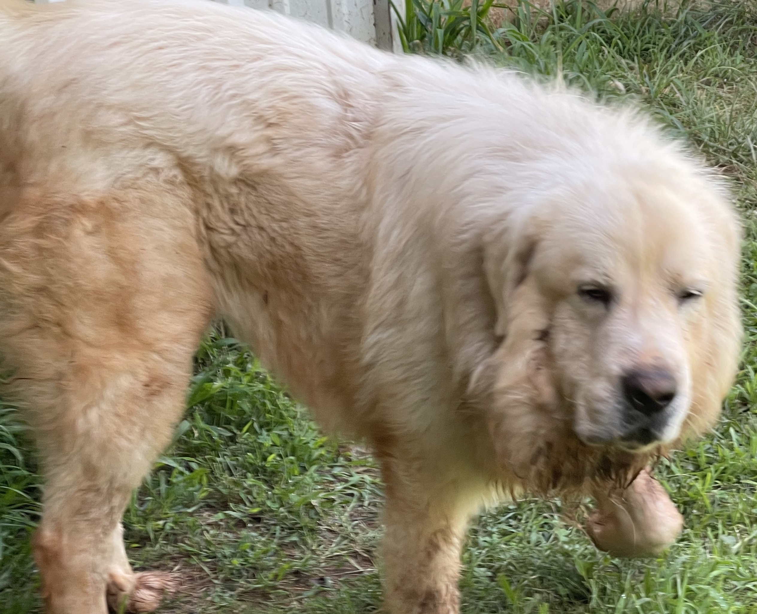 Clyde, an adoptable Great Pyrenees in Claremont, NC, 28610 | Photo Image 2