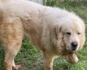 Dogs For Adoption Near Taylorsville Nc Petfinder