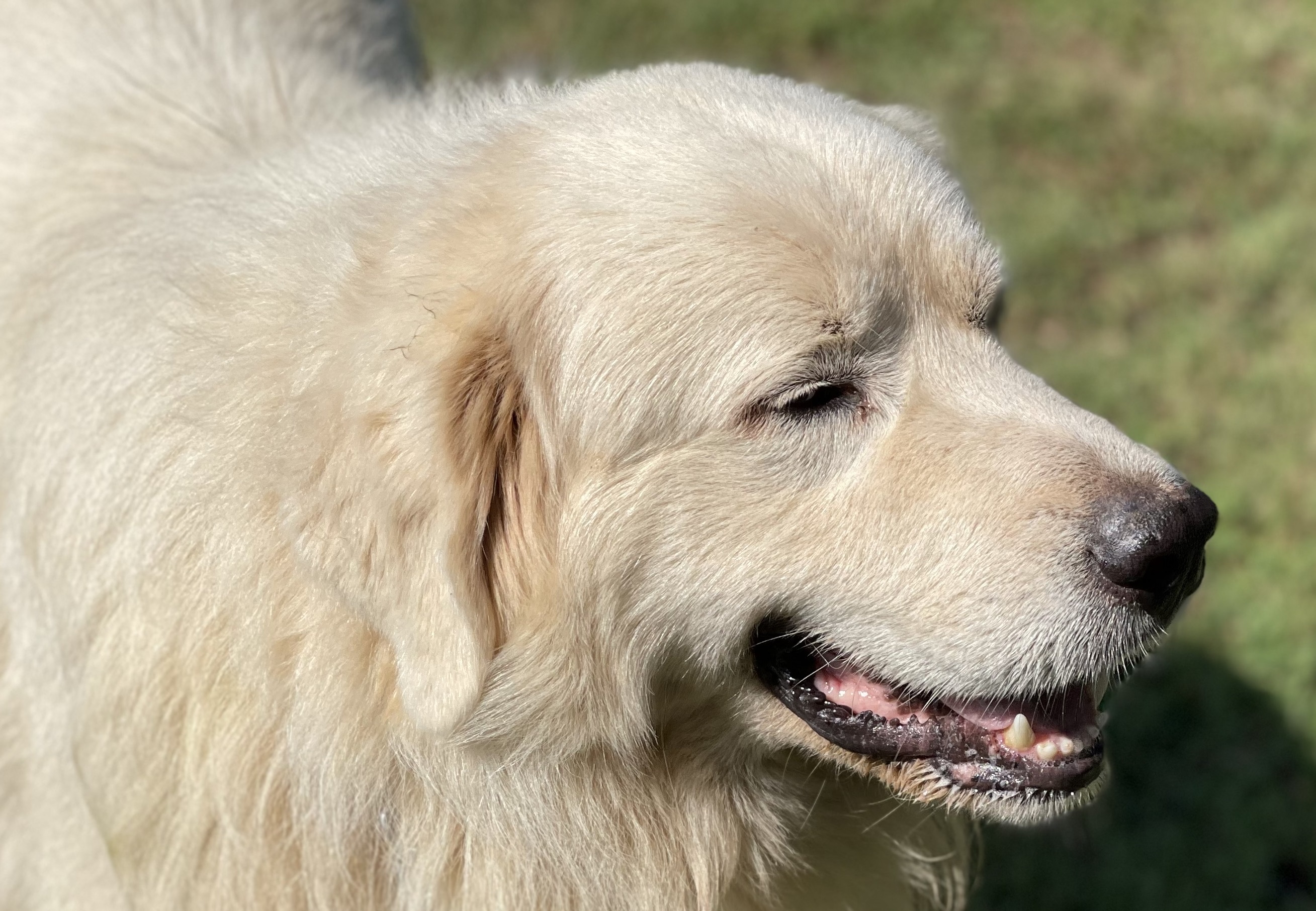 Clyde, an adoptable Great Pyrenees in Claremont, NC, 28610 | Photo Image 1