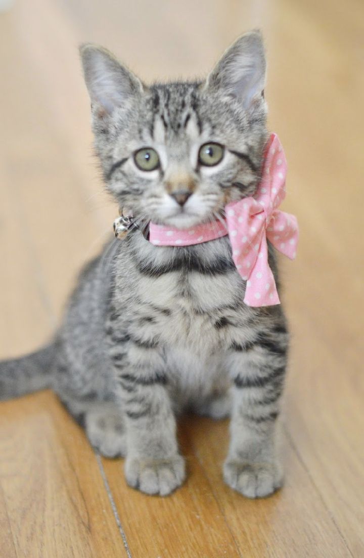 Opal, an adopted Tabby & Domestic Short Hair Mix in North Babylon, NY_image-5