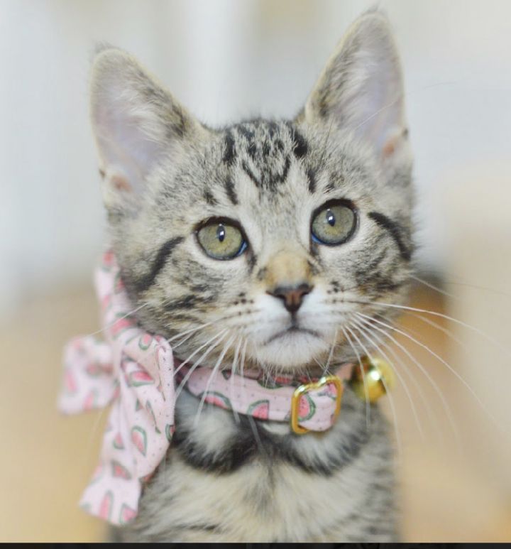 Maple, an adopted Tabby & Domestic Short Hair Mix in North Babylon, NY_image-5