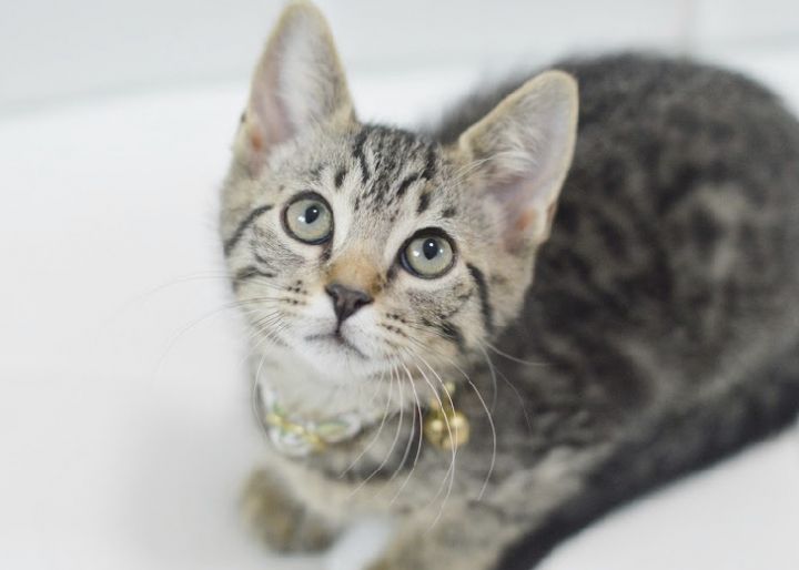 King, an adopted Tabby & Domestic Short Hair Mix in North Babylon, NY_image-3