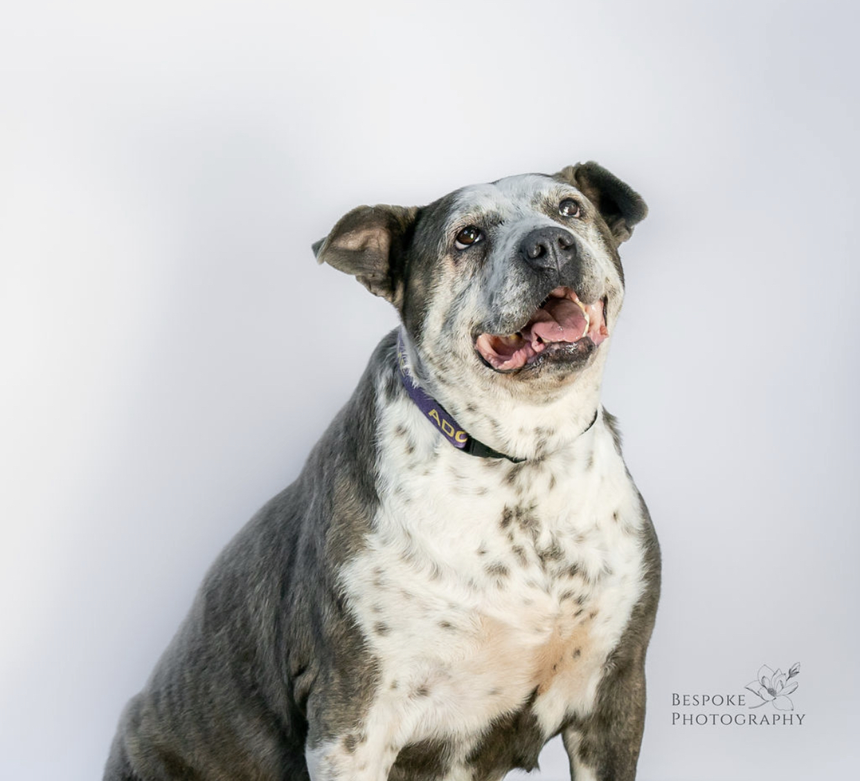 Star, an adoptable Pit Bull Terrier in Kansas City, MO, 64105 | Photo Image 5