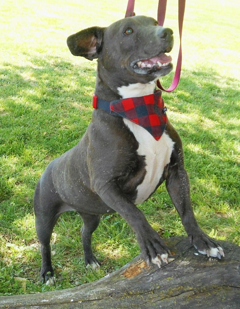 Cali, an adoptable Staffordshire Bull Terrier, Boston Terrier in Benld, IL, 62009 | Photo Image 4