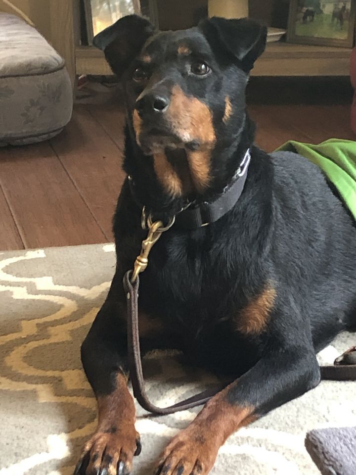 rottweiler mix doberman puppy