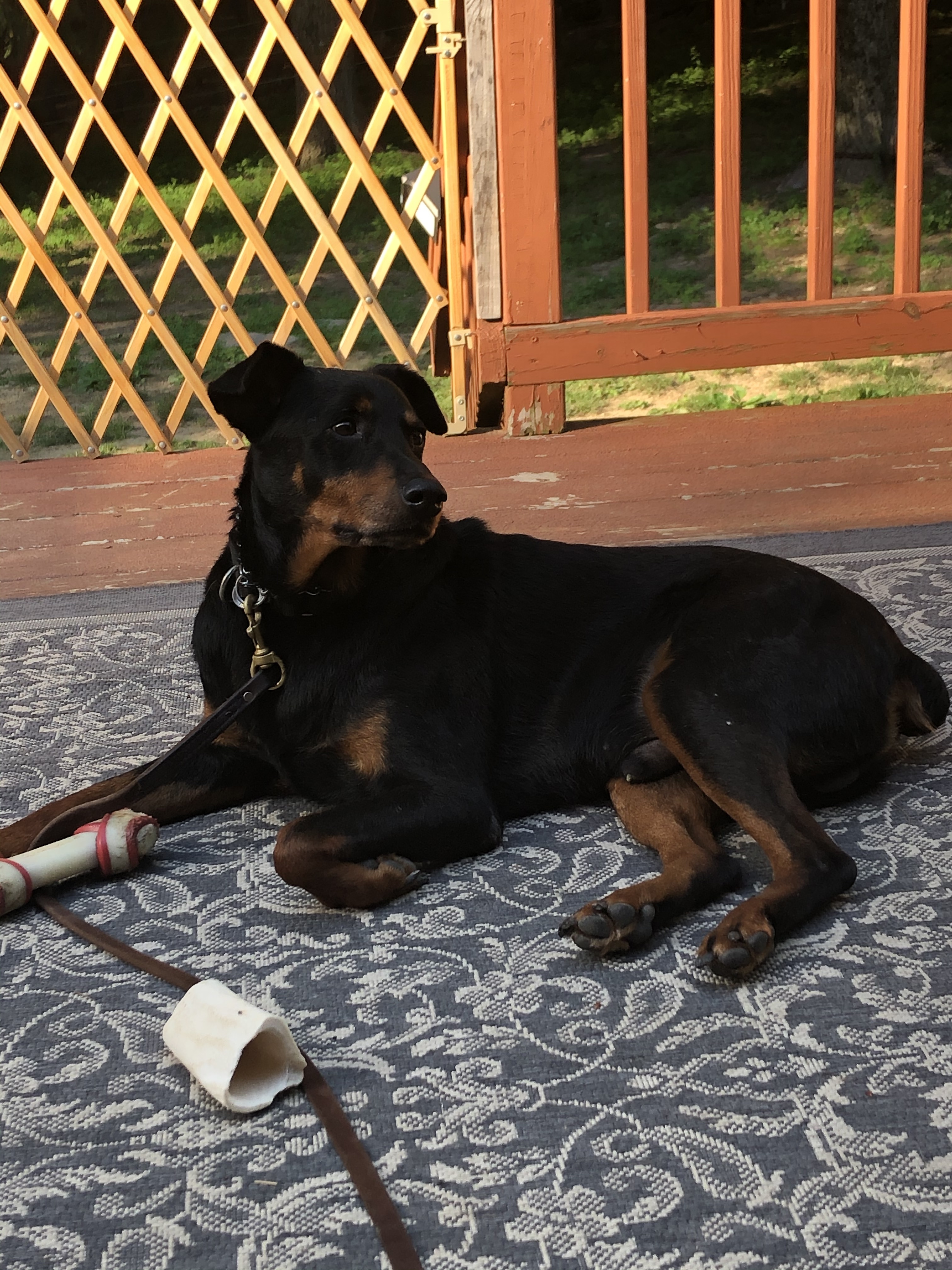 Osito, an adoptable Doberman Pinscher, Rottweiler in Albany, NY, 12209 | Photo Image 1