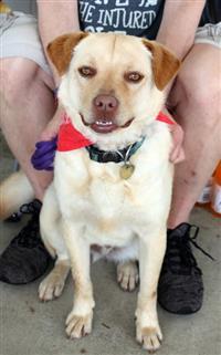 Winkle, an adoptable Labrador Retriever in Fairfax, VA, 22030 | Photo Image 1