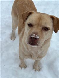 Winkle, an adoptable Labrador Retriever in Fairfax, VA, 22030 | Photo Image 1