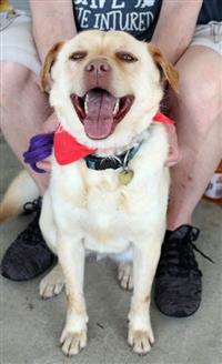 Winkle, an adoptable Labrador Retriever in Fairfax, VA, 22030 | Photo Image 2
