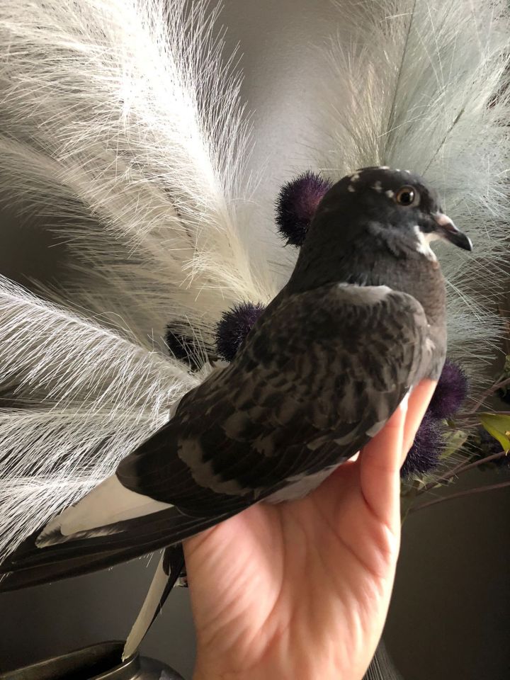 Tess, an adopted Pigeon in Chicago, IL_image-3