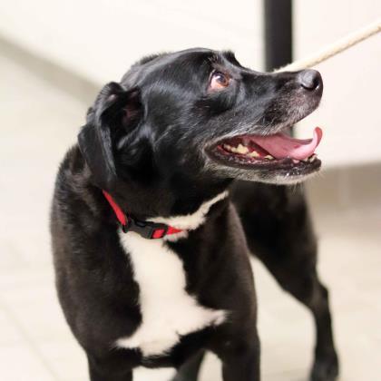 Dog For Adoption Cola A Labrador Retriever Hound Mix In Atlanta Ga Petfinder