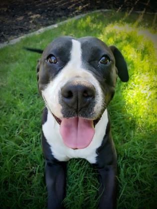 Zoey, an adoptable Pit Bull Terrier in Visalia, CA, 93277 | Photo Image 2