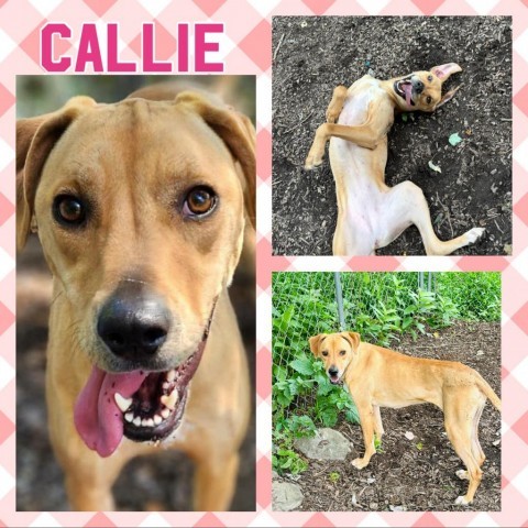 Callie, an adoptable Hound in Middletown, NY, 10940 | Photo Image 1