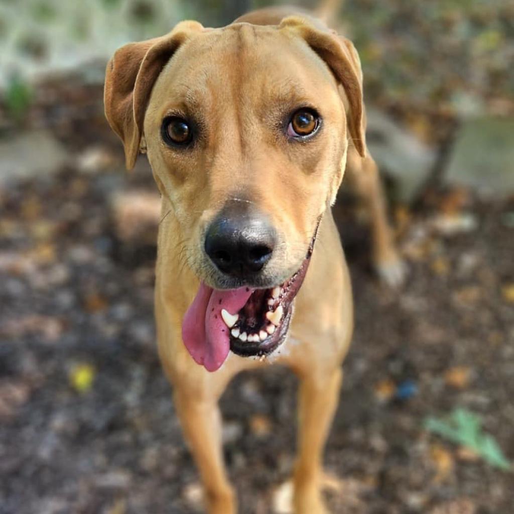 Callie, an adoptable Hound in Middletown, NY, 10940 | Photo Image 1