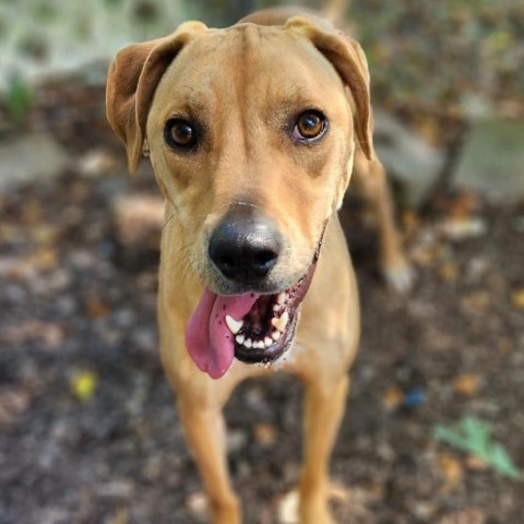 Callie, an adoptable Hound Mix in Middletown, NY_image-2