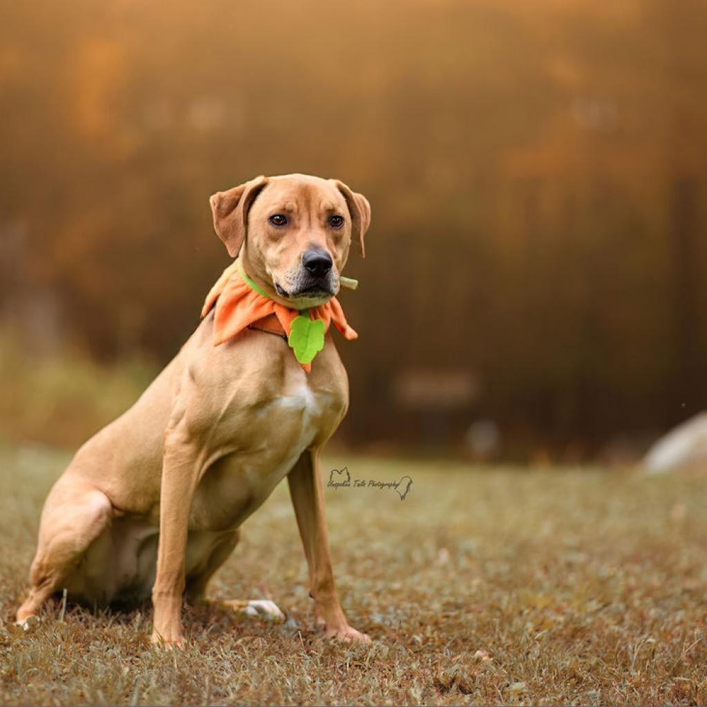 Callie, an adoptable Hound in Middletown, NY, 10940 | Photo Image 2