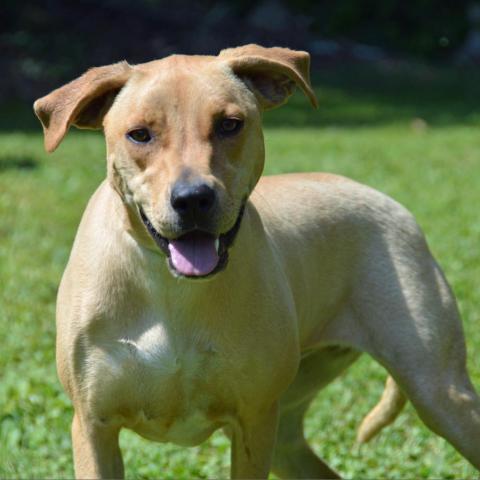 Callie, an adoptable Hound in Middletown, NY, 10940 | Photo Image 3