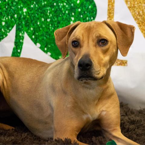 Callie, an adoptable Hound in Middletown, NY, 10940 | Photo Image 3