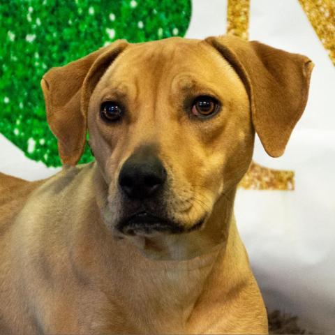 Callie, an adoptable Hound in Middletown, NY, 10940 | Photo Image 3